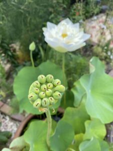 蓮の花

静かな水面に咲く蓮の花。
その姿を見ていると、自然と心が落ち着き、内側に意識が向いていきます。
何も整えようとしなくても、ただながめるだけで呼吸が深くなるような存在です。